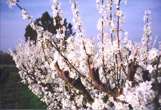 Orchard in Bloom