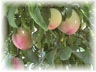 Kessleman Plum