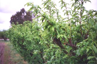 Green Orchards