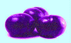 Picture Fresh Nubiana Plums