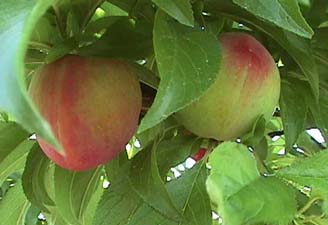 Unripe Red Beaut plums in May