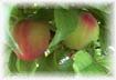 Unripe Red Beaut plums in May