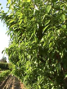 Santa Rosa orchard in May