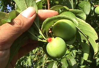 Close up of defective Santa Rosa plum in May