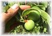 A green Santa Rosa plum in May