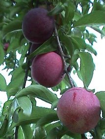 Ripe Plums