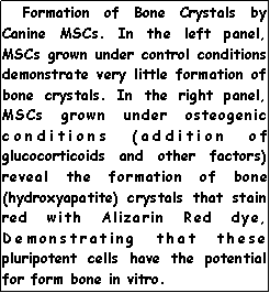 Text Box:    Formation of Bone Crystals by Canine MSCs. In the left panel, MSCs grown under control conditions demonstrate very little formation of bone crystals. In the right panel, MSCs grown under osteogenic conditions (addition of glucocorticoids and other factors) reveal the formation of bone (hydroxyapatite) crystals that stain red with Alizarin Red dye, Demonstrating that these pluripotent cells have the potential for form bone in vitro.  